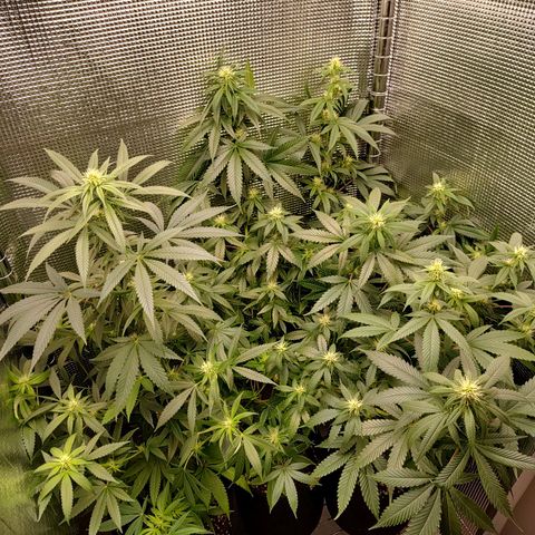 Speranza growlog timeline photo