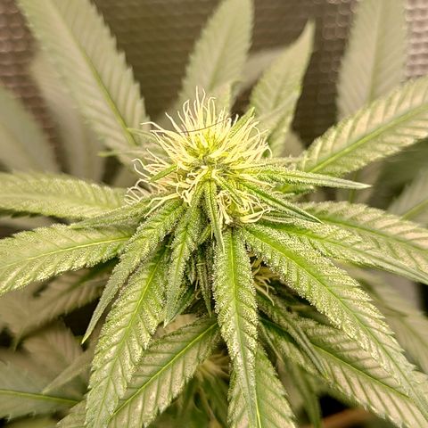 Speranza growlog timeline photo