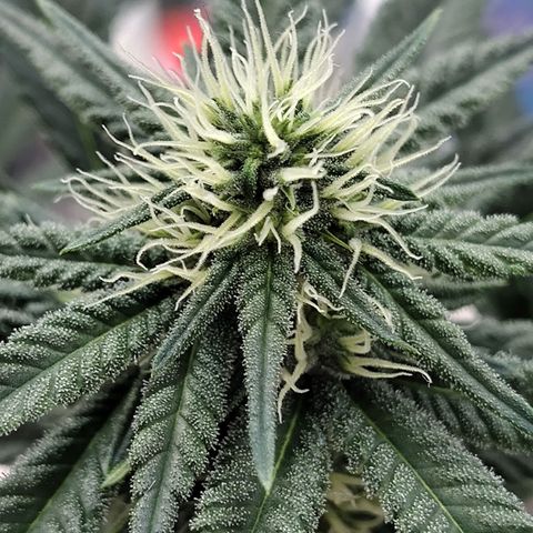Speranza growlog timeline photo