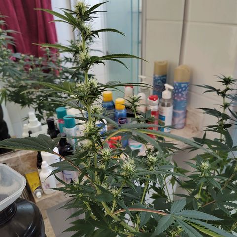 Speranza growlog timeline photo