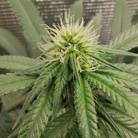 Speranza growlog timeline photo