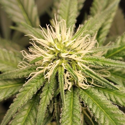 Speranza growlog timeline photo