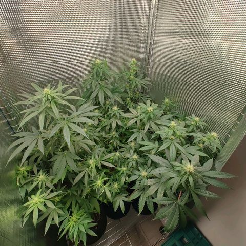 Speranza growlog timeline photo