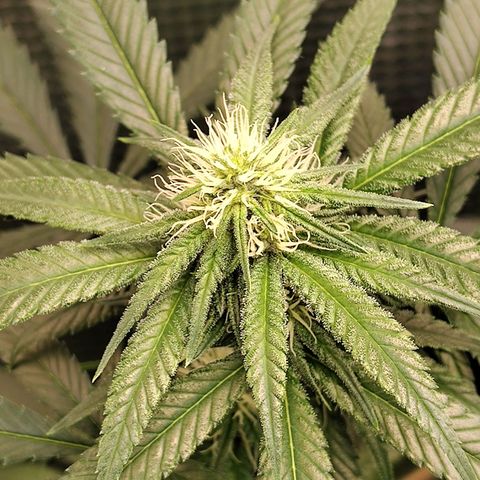 Speranza growlog timeline photo