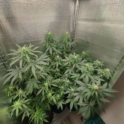 Speranza growlog timeline photo