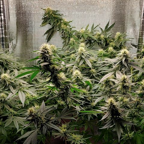 Speranza growlog timeline photo