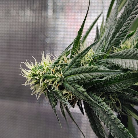 Speranza growlog timeline photo