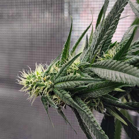 Speranza growlog timeline photo