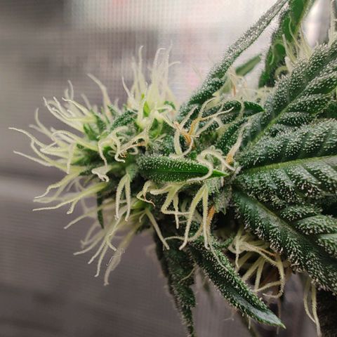 Speranza growlog timeline photo