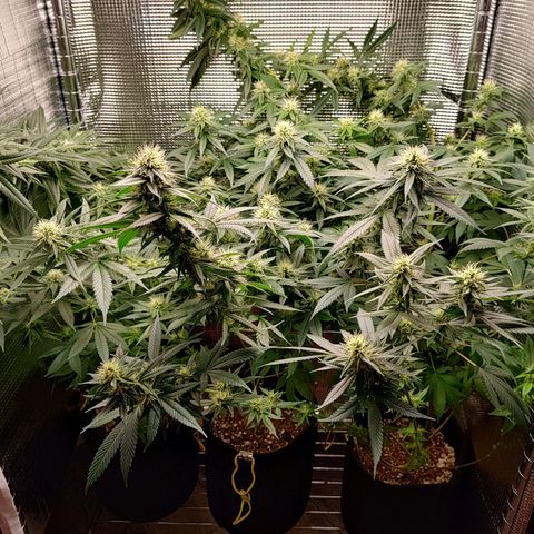 Speranza growlog timeline photo
