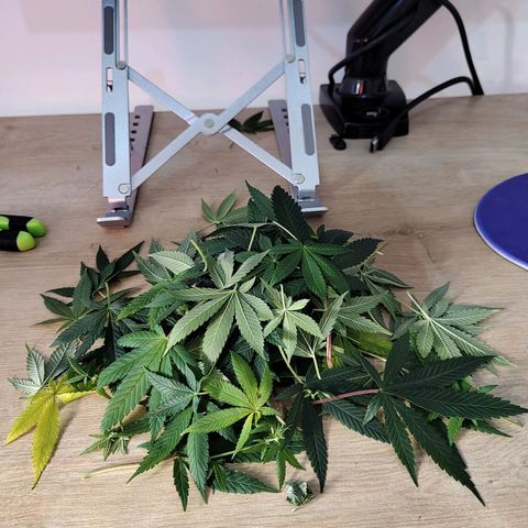 Speranza growlog timeline photo