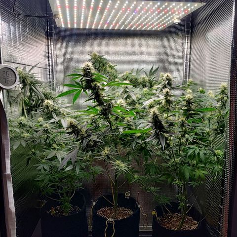 Speranza growlog timeline photo