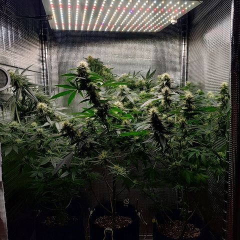 Speranza growlog timeline photo