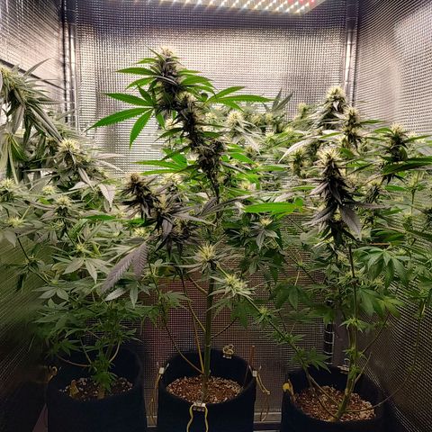 Speranza growlog timeline photo
