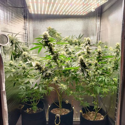 Speranza growlog timeline photo