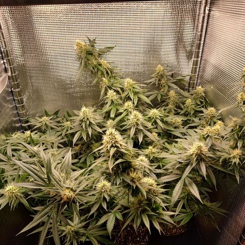 Speranza growlog timeline photo