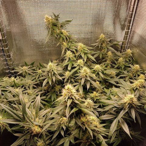 Speranza growlog timeline photo