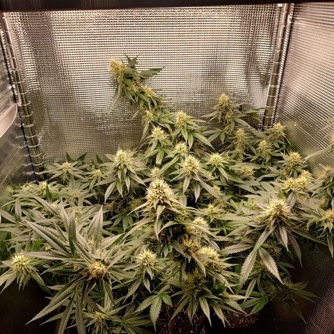 Speranza growlog timeline photo