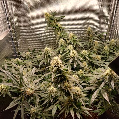 Speranza growlog timeline photo