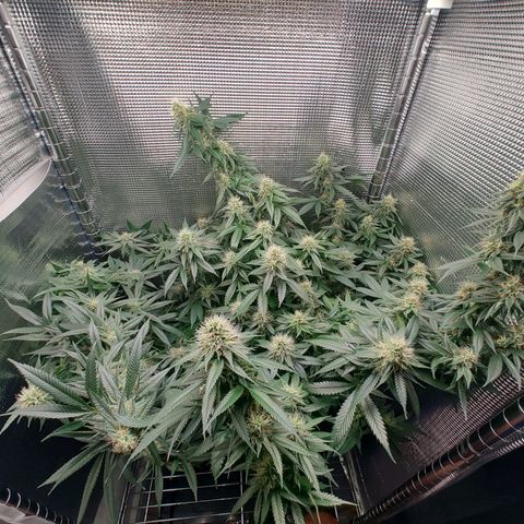 Speranza growlog timeline photo