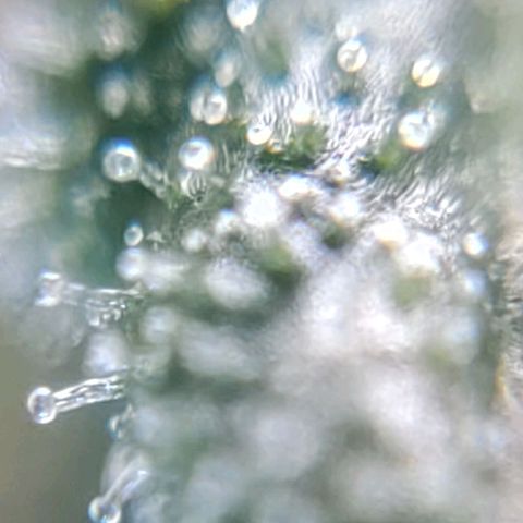 Speranza growlog timeline photo