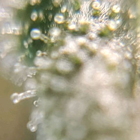Speranza growlog timeline photo