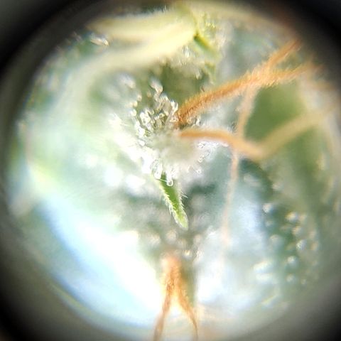 Speranza growlog timeline photo
