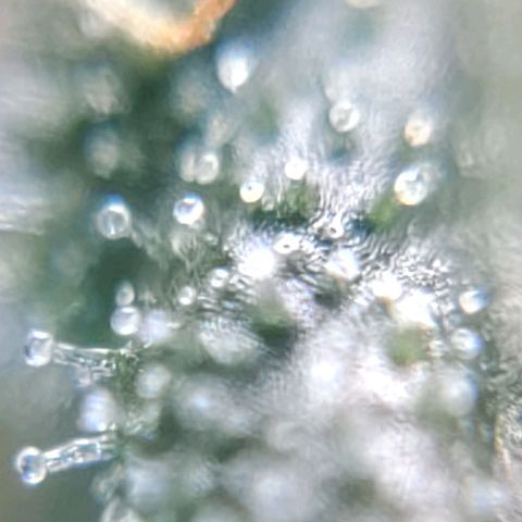Speranza growlog timeline photo