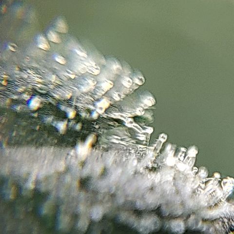 Speranza growlog timeline photo