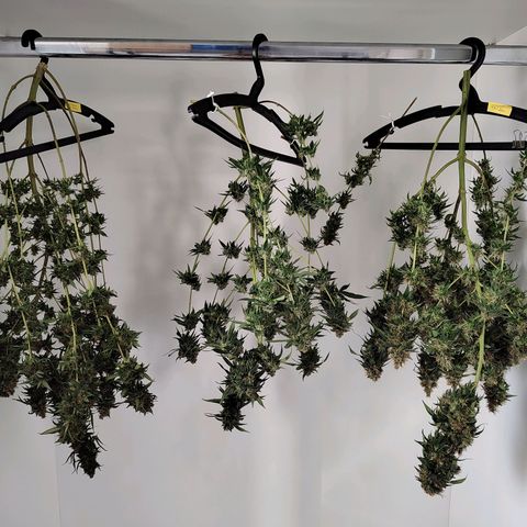 Speranza growlog timeline photo