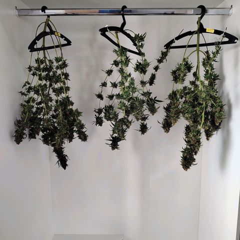 Speranza growlog timeline photo