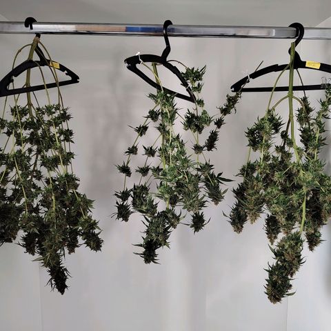 Speranza growlog timeline photo