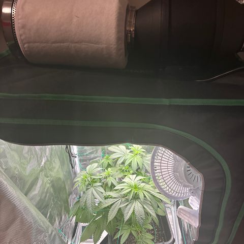 Honey Cream growlog timeline photo