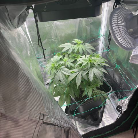 Honey Cream growlog timeline photo