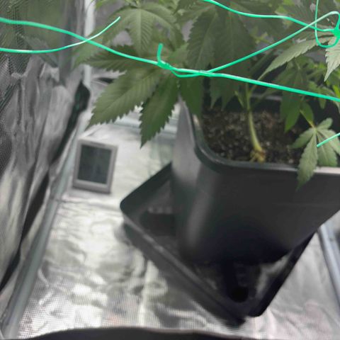Honey Cream Fast Version growlog timeline photo