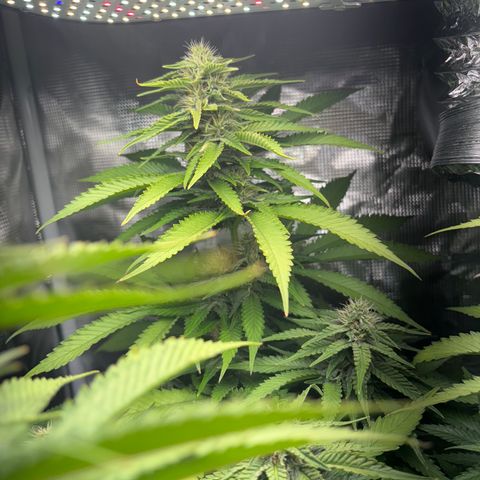 Honey Cream Fast Version growlog timeline photo