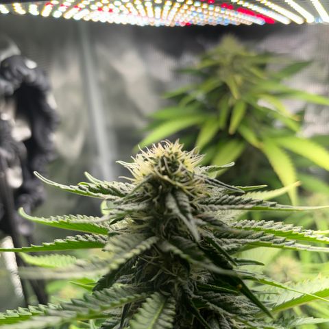 Honey Cream Fast Version growlog timeline photo