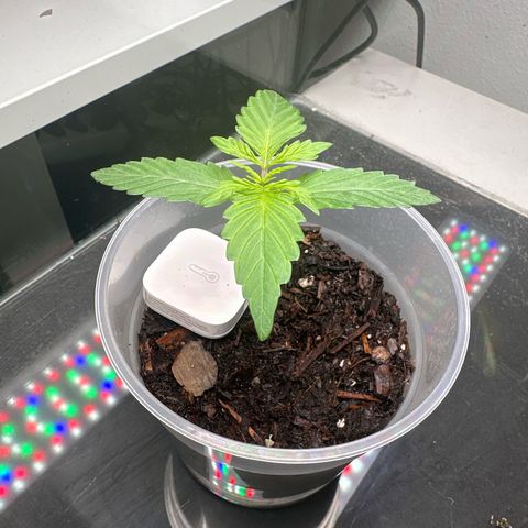 Skittlez growlog timeline photo