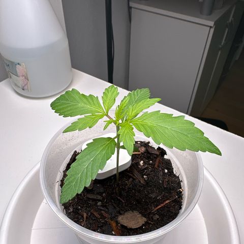 Skittlez growlog timeline photo