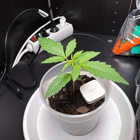 Skittlez growlog timeline photo