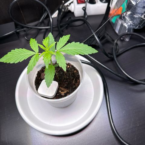 Skittlez growlog timeline photo