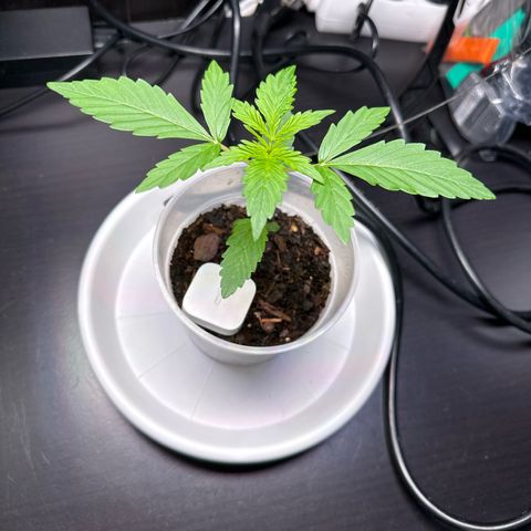Skittlez growlog timeline photo