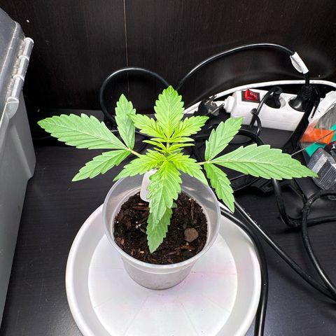 Skittlez growlog timeline photo
