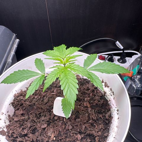Skittlez growlog timeline photo