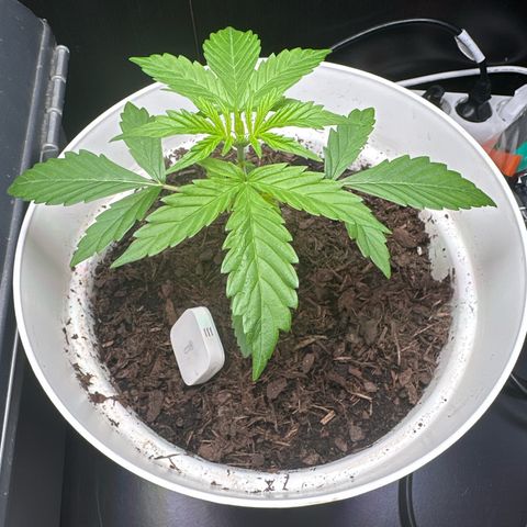 Skittlez growlog timeline photo