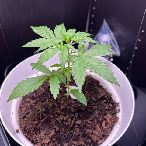 Skittlez growlog timeline photo