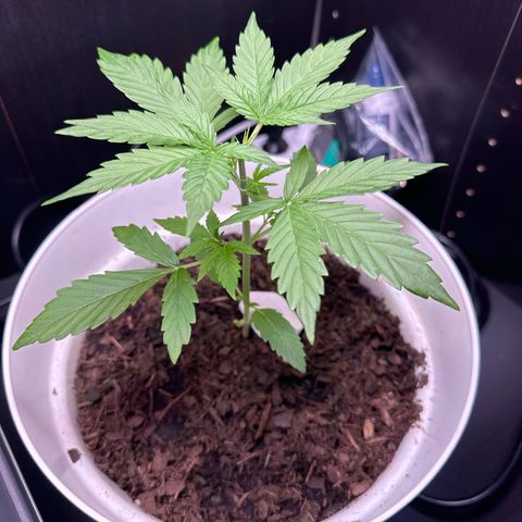 Skittlez growlog timeline photo