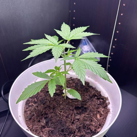 Skittlez growlog timeline photo
