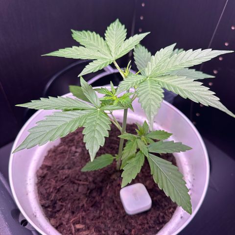 Skittlez growlog timeline photo
