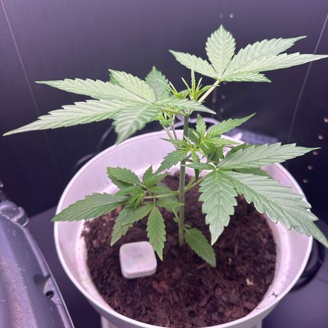 Skittlez growlog timeline photo